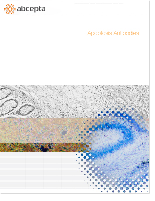 apoptosis